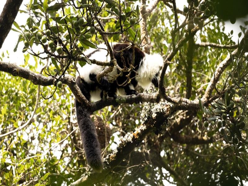 Black and white lemur