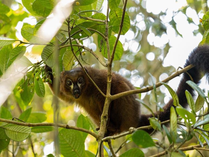 Ranomafana is known for lemur watching