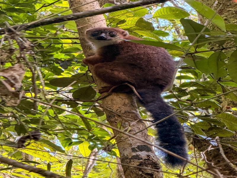 Our spotter would head off through the jungle and we followed