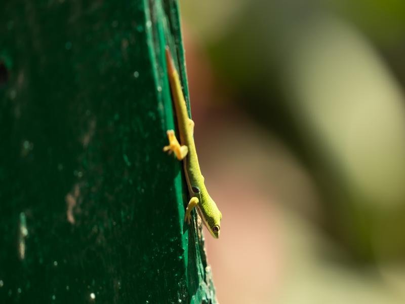 Peacock gecko at the viewpoint