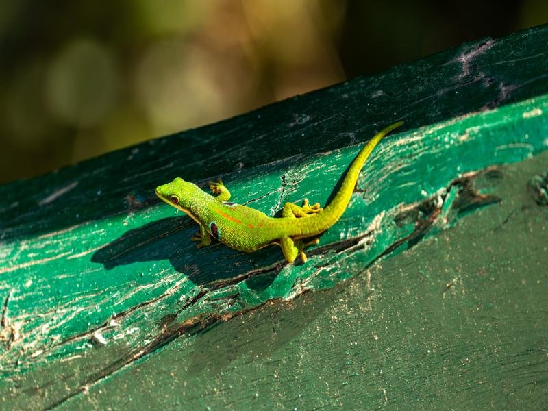 Peacock gecko