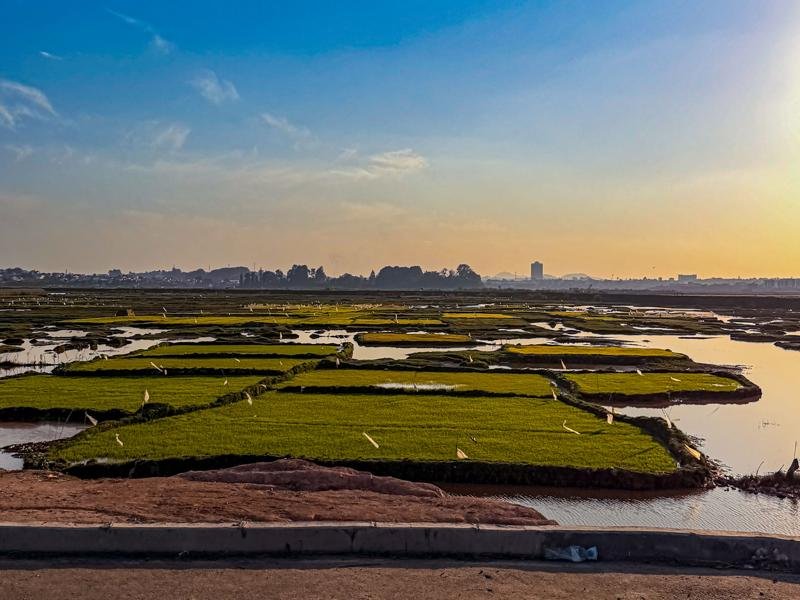 Rice fields, driving from the airport