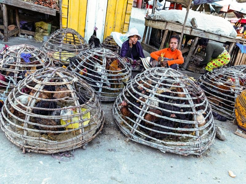 Chickens for sale