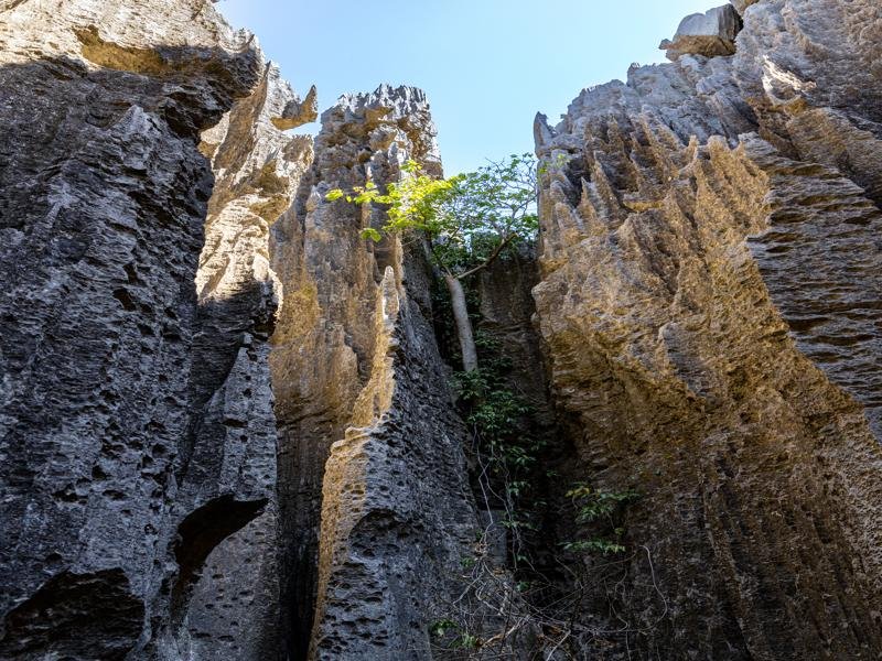 Trees growing in the rock
