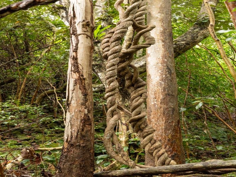 But soon became very dense jungle