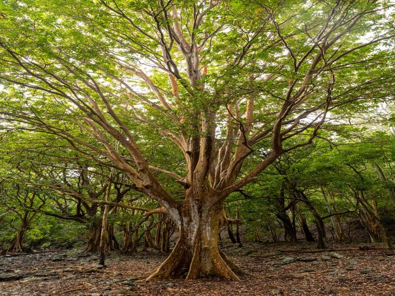 Another large tree