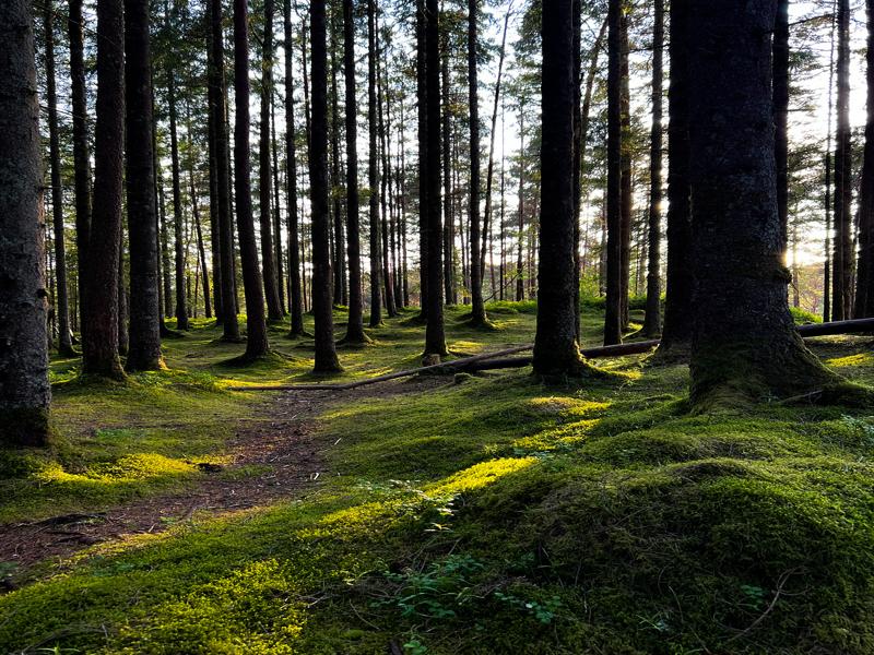 Hiking in the forest on our first night