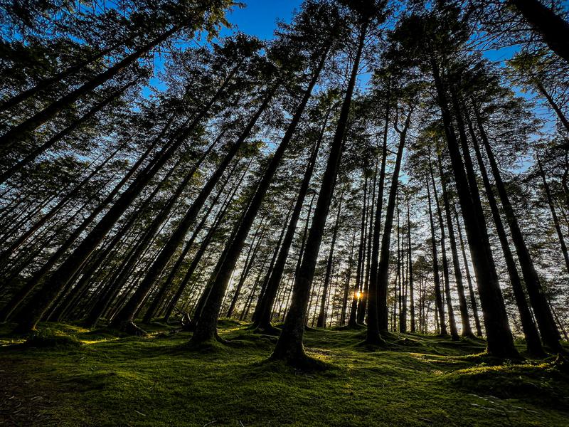 Hiking in the forest on our first night