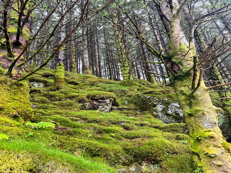Mossy rocks on our hike Sunndal - Bondhusvatnet