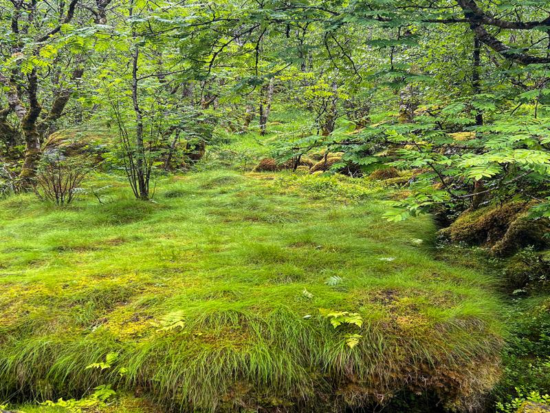 Grass and moss on the hike