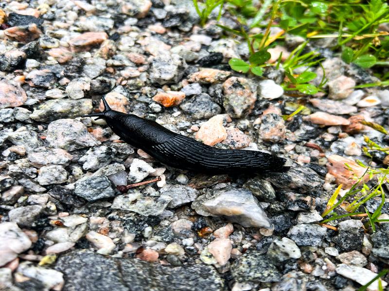 Lots of black slugs!