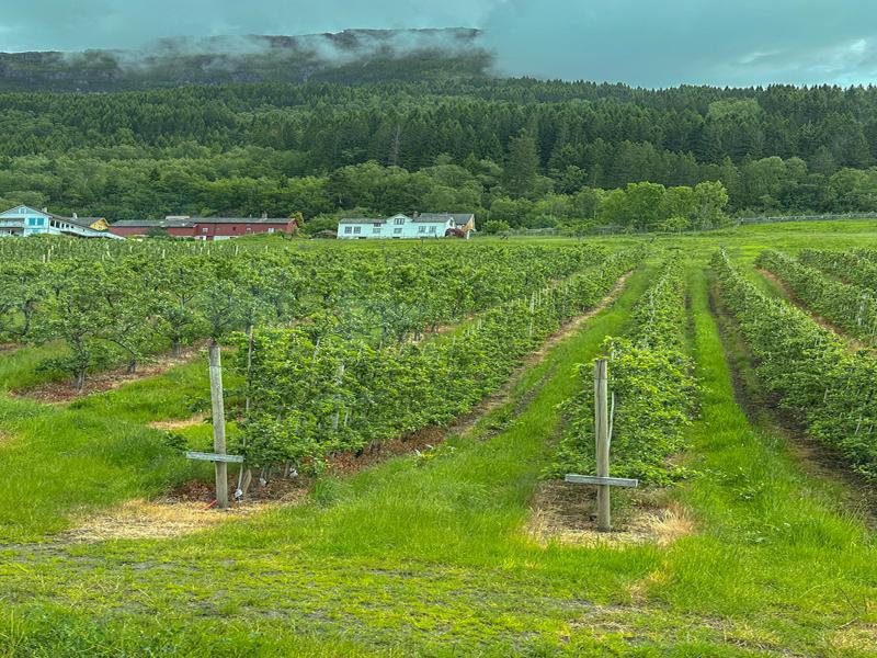Apple trees for cider and apple products