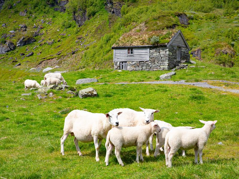 The sheep were very friendly
