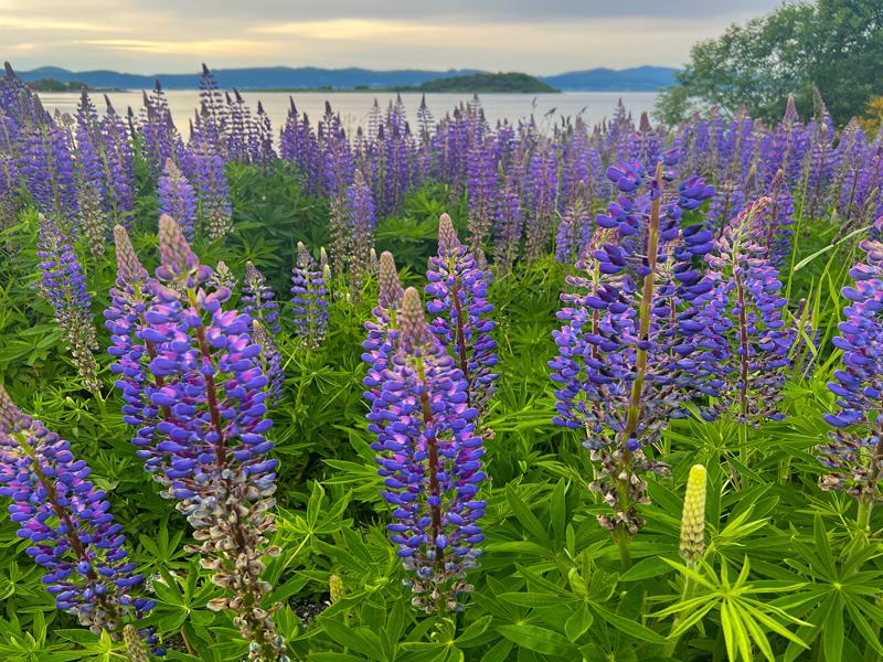 Flowers near our campsite