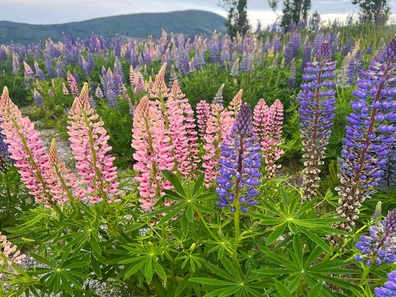 Flowers near our campsite