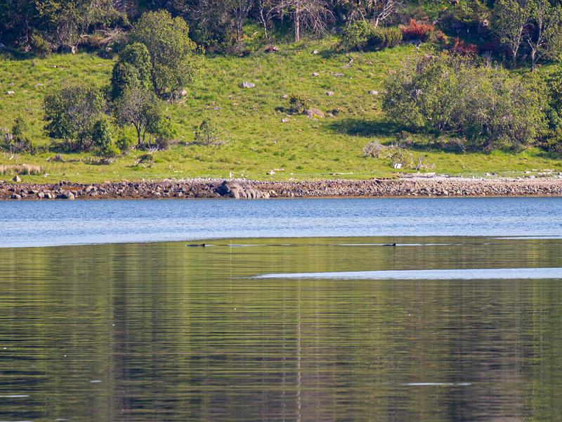 Dolphins in the distance