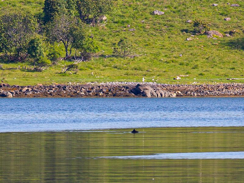 Dolphins in the distance