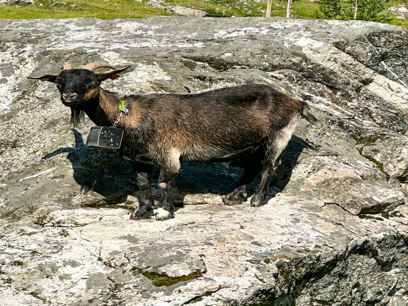 A cute goat we spotted!