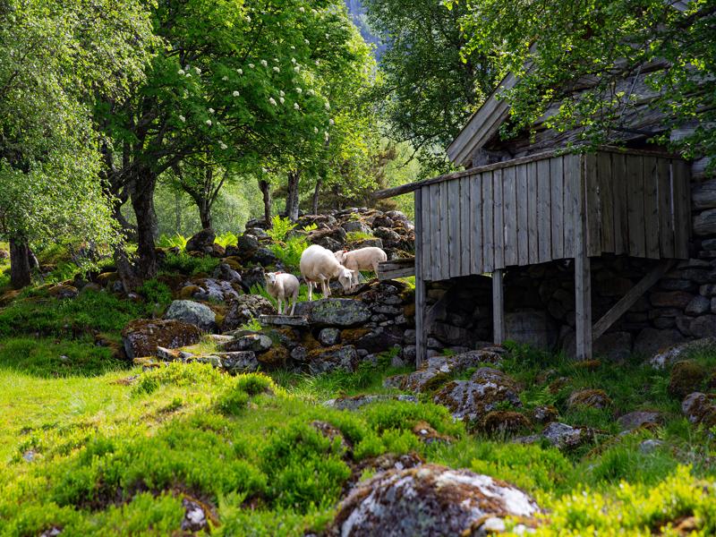 Lots of sheep wandering around