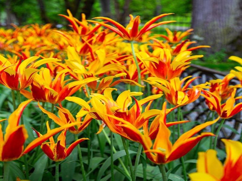 Flowers in Trondheim