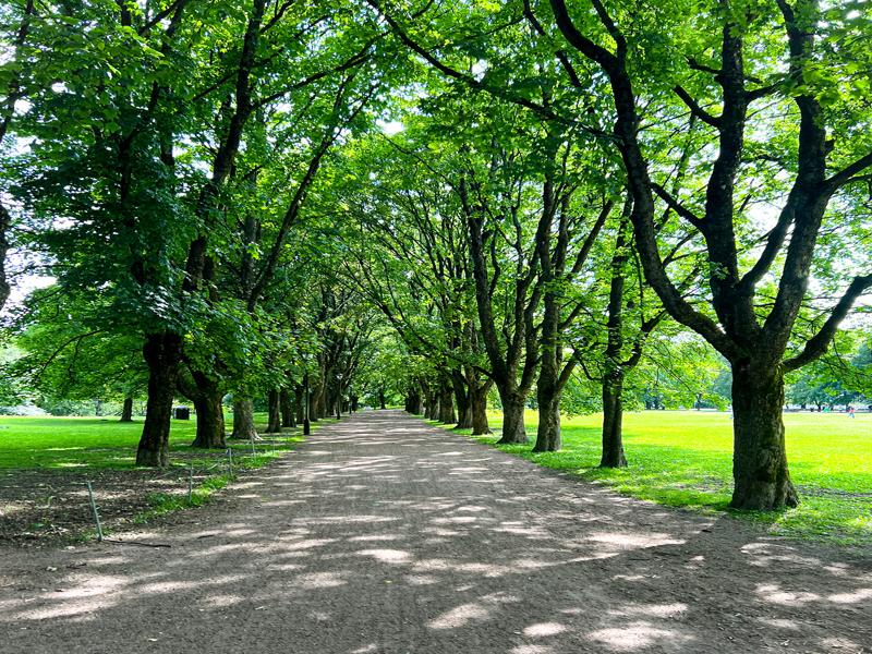 Biking through the park