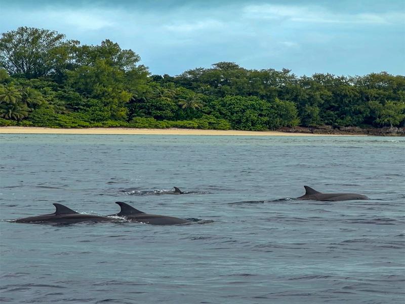 We saw a school of dolphins on our first day