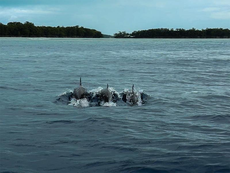 They swam by our boat