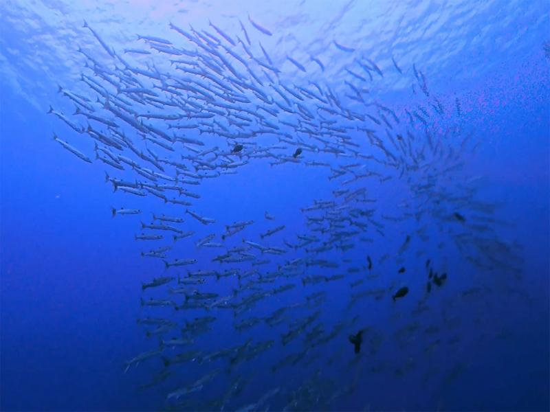 Large school of fish