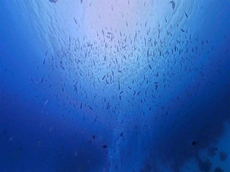 No shortage of fish in Palau