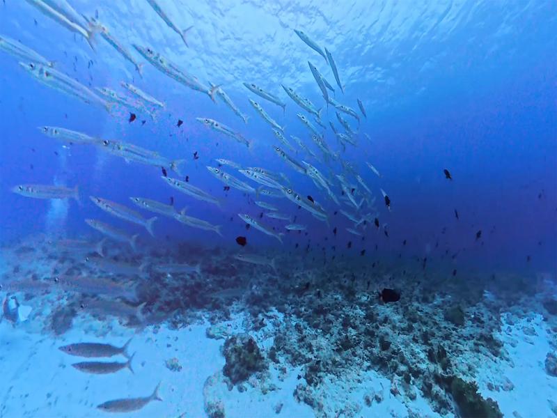School of fish on our dive