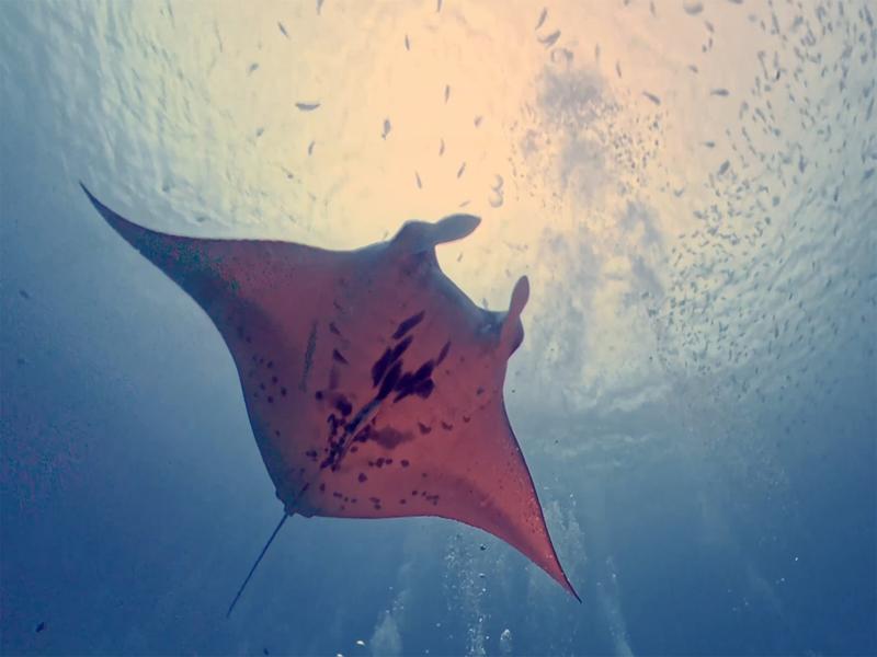 Manta Ray swimming above us