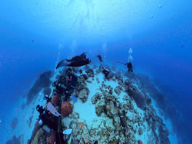 Divers watching the manta