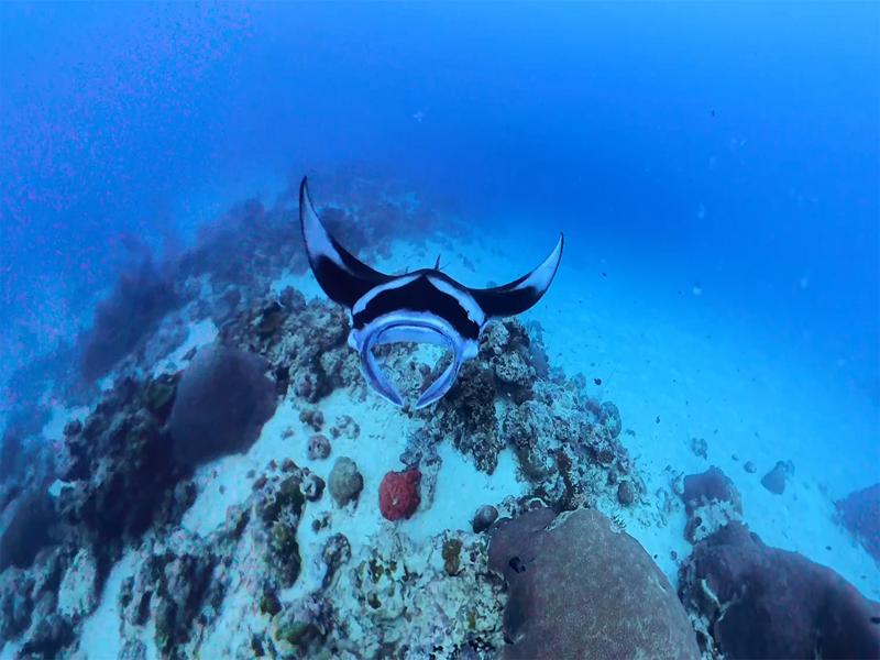 Manta Ray coming toward us