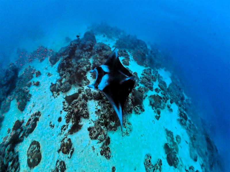 The mantas stay around that area