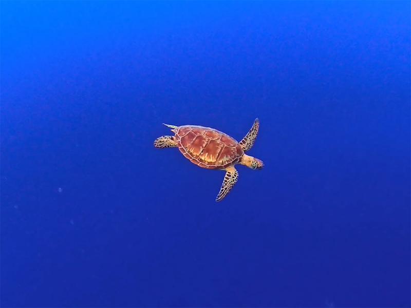 Sea turtle swimming