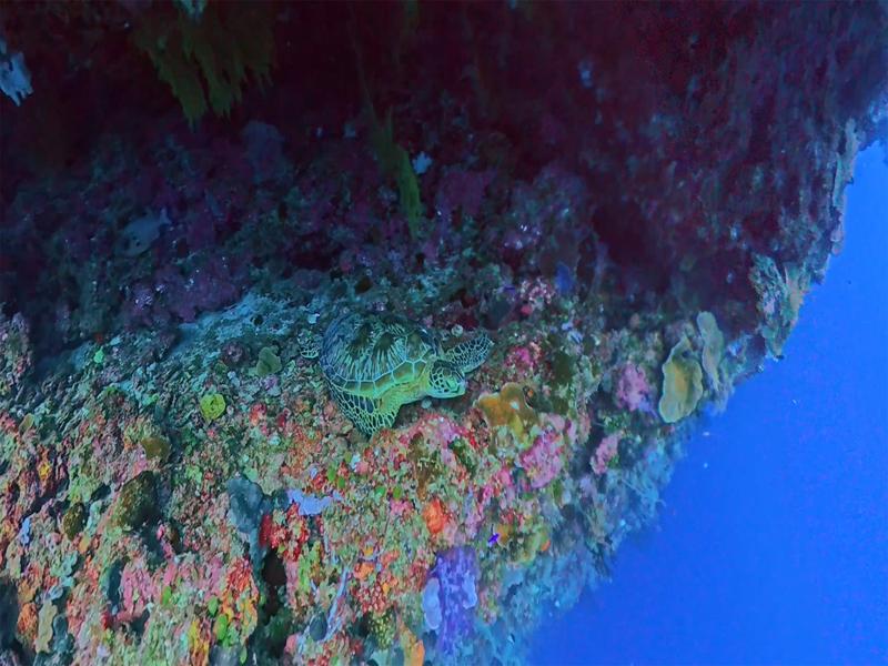 Sea turtle resting on the coral shelf