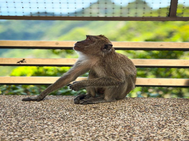 Monkey across the bridge