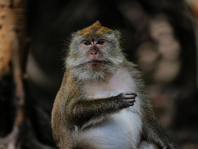Well fed monkey in the geoforest
