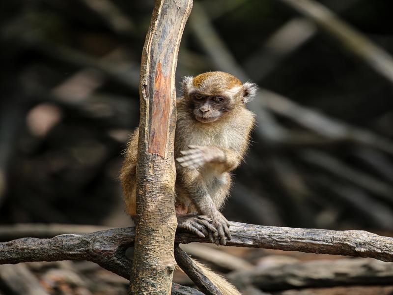 Monkey in the mangroves