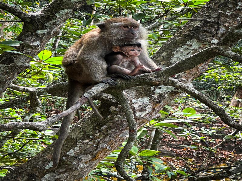 Monkey with baby near the cave