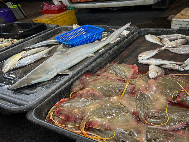 Shark and baby sting rays at the night market