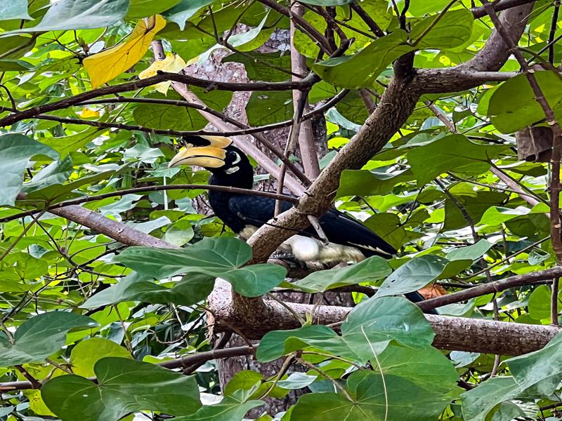 Horned bill toucan at the Four Seasons
