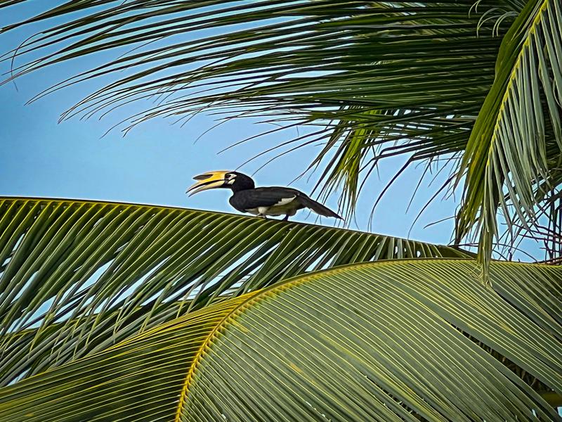 Horned bill toucan at the Four Seasons