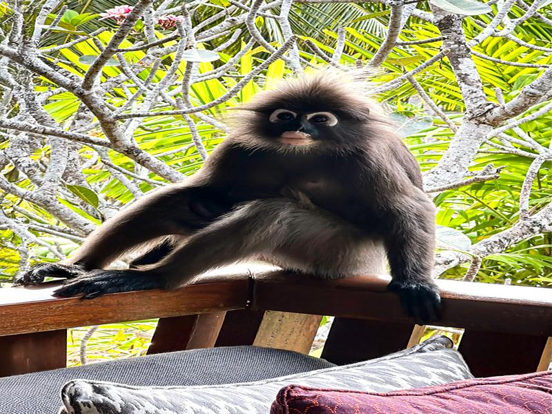 Dusky Leaf monkey at the Four Seasons