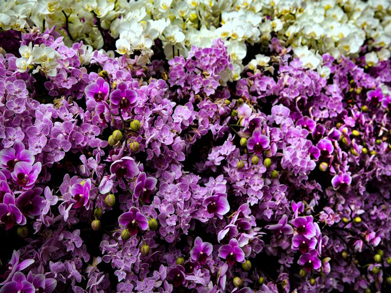 Flower Dome at Gardens by the Bay