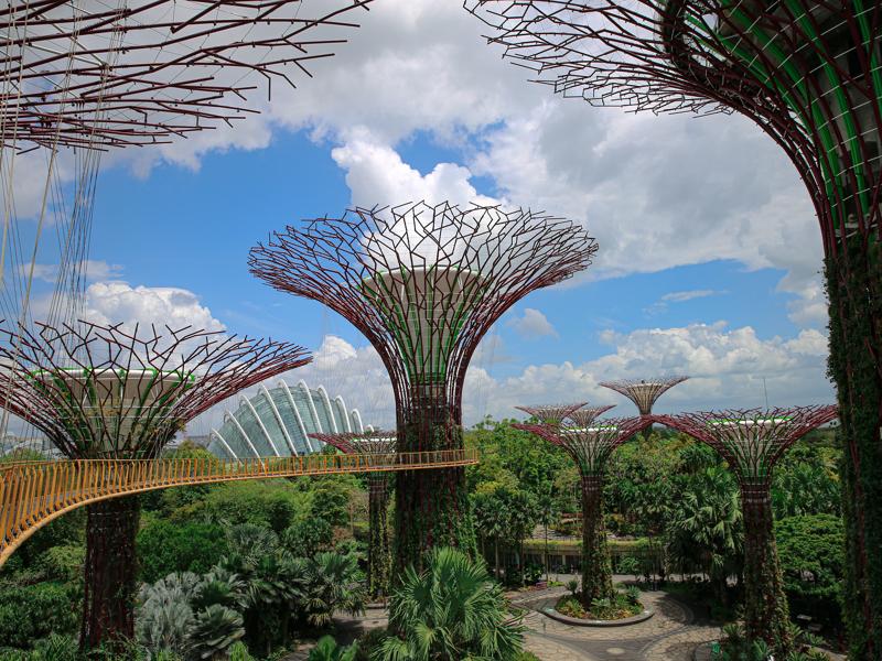 Supertrees from the skywalk
