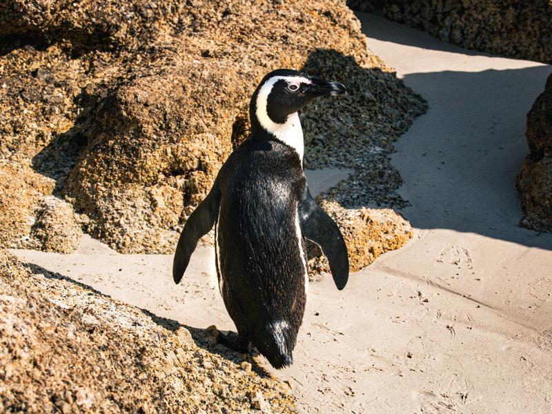 Penguins at Boulders Beach