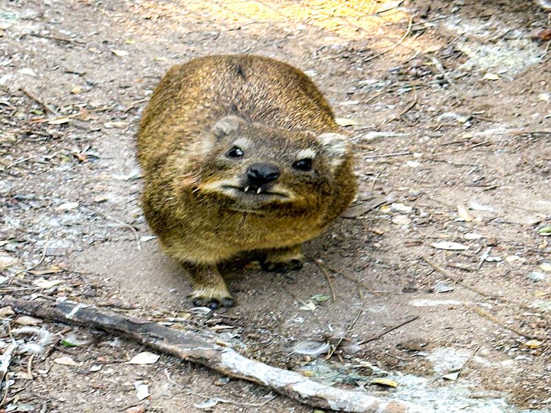 The Rock Hyrax, or Dassie
