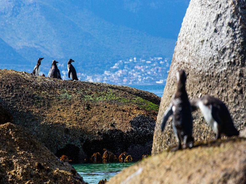 Penguins at Boulders Beach