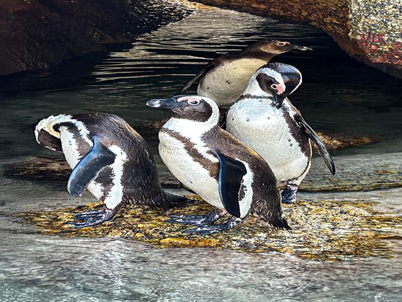 Penguins at Boulders Beach